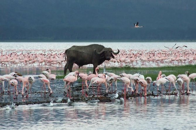 2 Day Tour Lake Nakuru, Hell' s Gate & Lake Naivasha From Nairobi - Who will enjoy this trip most