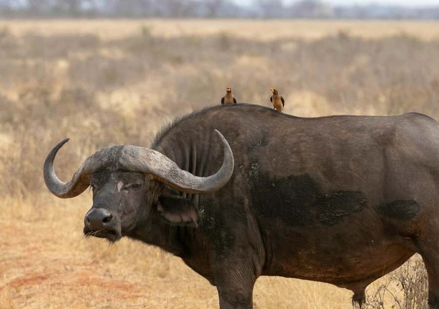 2-Day Tsavo East National Park Safari (with options) - Aruba Dam and the first wildlife search