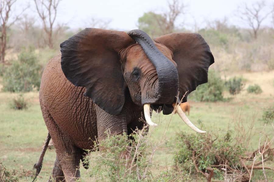 2-Day Tsavo East National Park Safari (with options) - Lunch and a 4:00 PM sunset drive