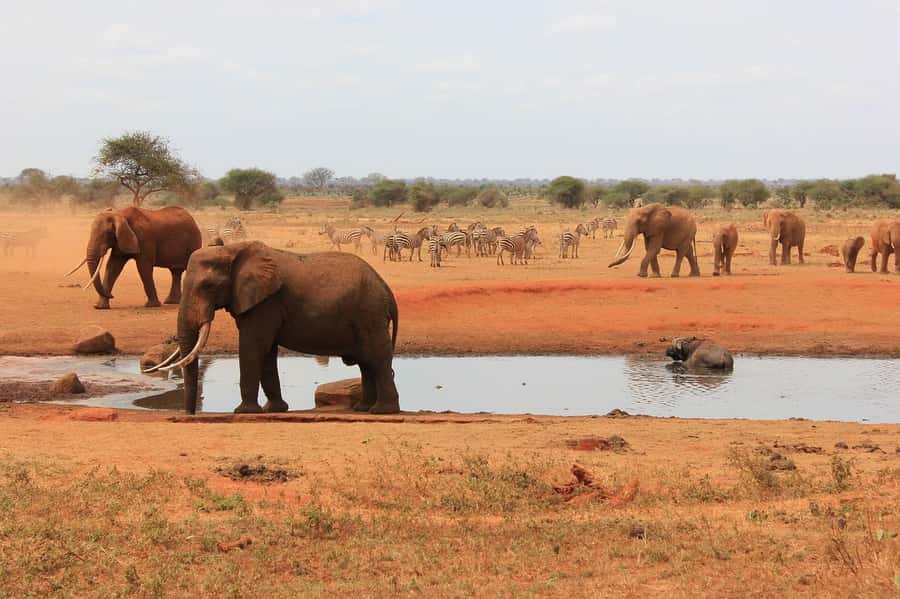 2-Day Tsavo East National Park Safari (with options) - What the $360 price really covers