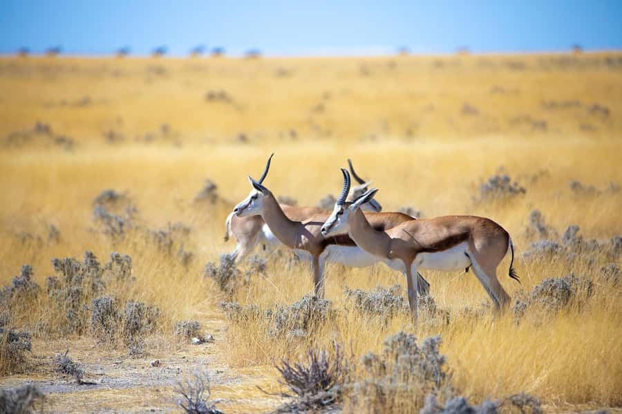 2-Day Tsavo East National Park Safari (with options) - Booking details that affect your day