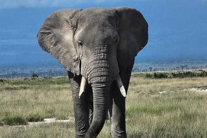 2 Days 1 Night Amboseli National Park Private Safari. - Why Amboseli makes sense for a two-day safari