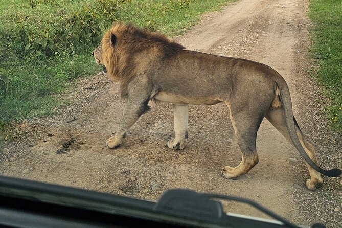 2 Days 1 Night Amboseli National Park Private Safari. - The early morning drive on Day 2