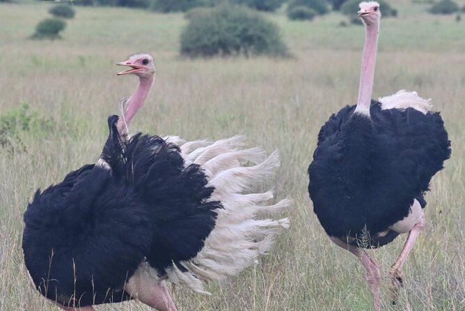 2 Days 1 Night Amboseli National Park Private Safari. - Observation Hill and the one place to walk