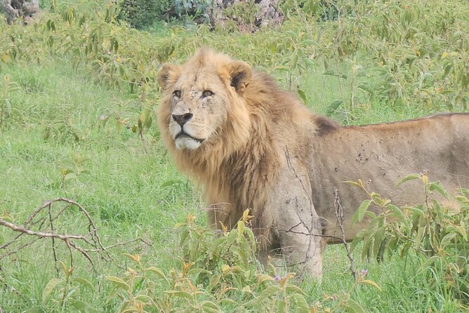 2 Days 1 Night Amboseli National Park Private Safari. - What you may see in Amboseli