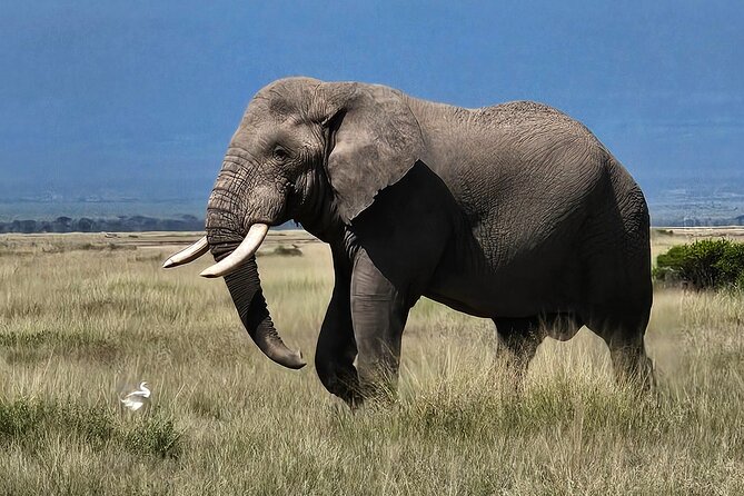 2 Days 1 Night Amboseli National Park Private Safari. - Is $470 per person good value?