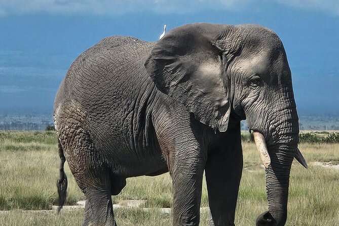 2 Days 1 Night Amboseli National Park Private Safari. - Who should book this private safari?