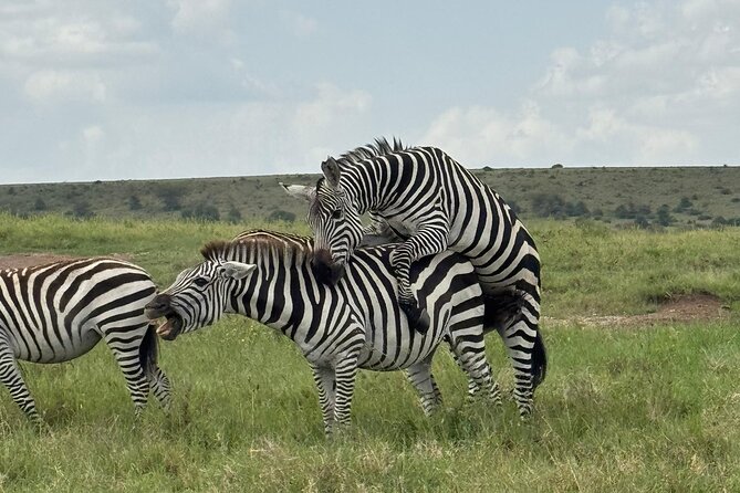 2 Days 1 Night Amboseli National Park Private Safari. - Leaving Nairobi at 8:00 am