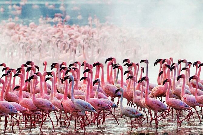 2 Days 1 Night Amboseli National Park Safari from Nairobi - Key points to know before booking