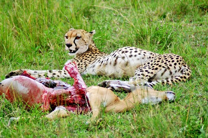 2 Days 1 Night Amboseli National Park Safari from Nairobi - The first afternoon game drive