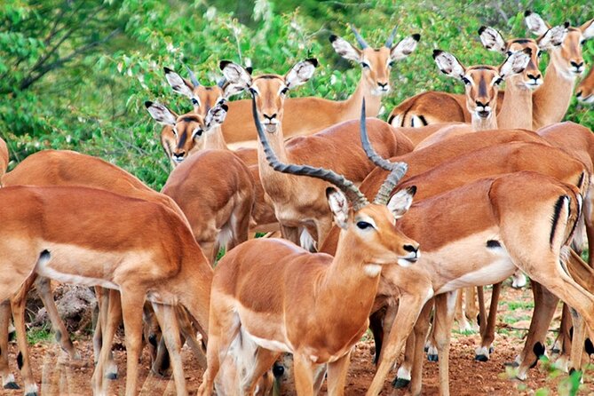 2 Days 1 Night Amboseli National Park Safari from Nairobi - Observation Hill and the 360-degree park view