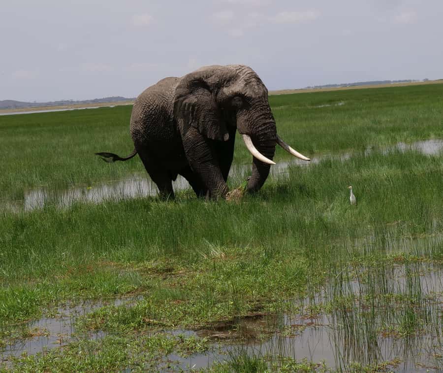2 Days 1 Night Amboseli Safari - Day two: the early drive is the one to protect