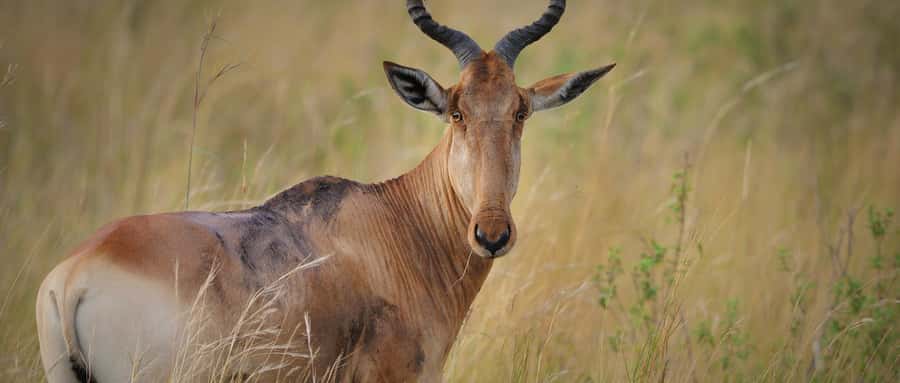 2 Days 1 Night Amboseli Safari - Elephants, giraffes, and the reality of wildlife sightings