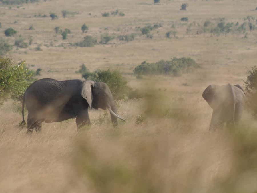 2 Days 1 Night Amboseli Safari - Lodges, meals, and what the $548 price covers
