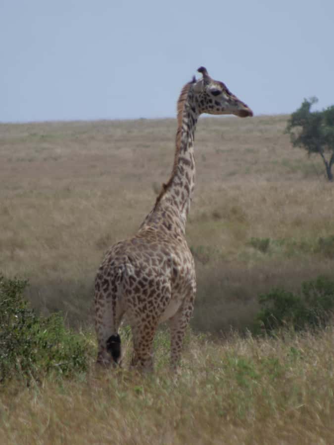 2 Days 1 Night Amboseli Safari - Optional extras and the tradeoff with park time