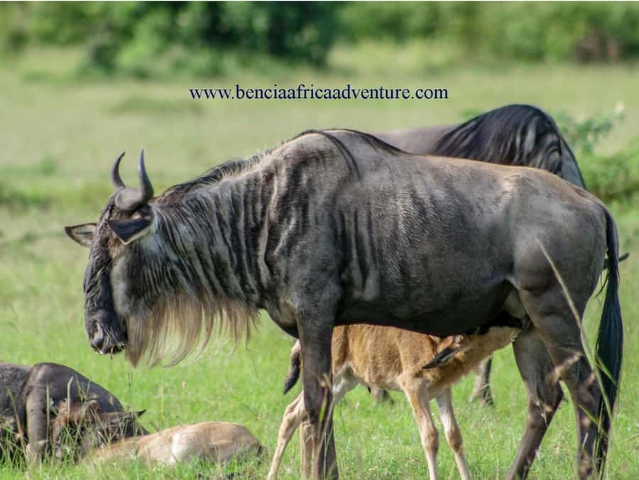 2 Days 1 Night Amboseli Safari - Who should book this Amboseli safari