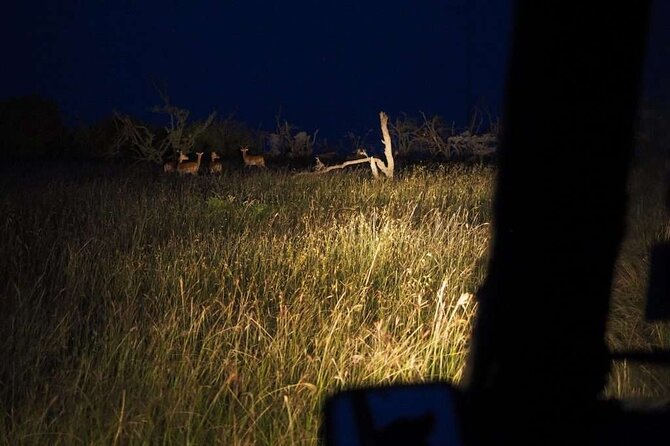 (2 Days, 1 Night) Day & Night Game Drive Tsavo East National Park - Food, special requests, and comfort