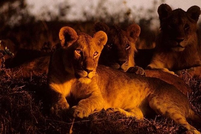 (2 Days, 1 Night) Day & Night Game Drive Tsavo East National Park - The 4:30 a.m. pickup from Diani