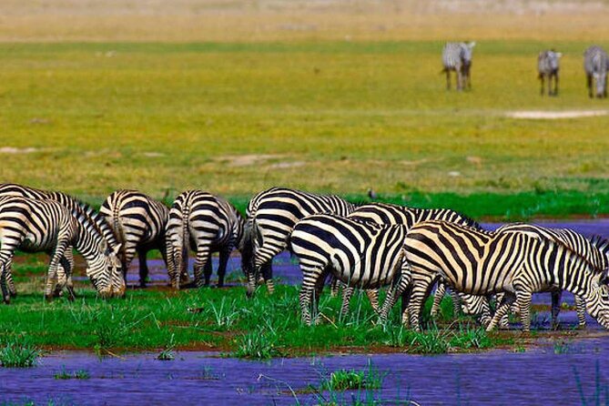 2 Days 1 Night Private Tour to Amboseli National park 4<em>4 Vehicle – Key points to know before booking’ /></p>
<ul>
<li><strong>Mount Kilimanjaro is the star backdrop:</strong> Clear views can turn an ordinary elephant sighting into a memorable photograph.</li>
<li><strong>Two game-drive windows matter:</strong> You get an afternoon drive on Day 1 and an early post-breakfast drive on Day 2.</li>
<li><strong>The safari leaves Nairobi at 7:00 am:</strong> Pickup is available from a hotel or the airport, with return expected around 3:00 to 4:00 pm the next day.</li>
<li><strong>A 4×4 vehicle is provided:</strong> That matters on park tracks, where an ordinary city car would be a poor fit.</li>
<li><strong>Food and lodging are included:</strong> Lunch, dinner, breakfast, water, accommodation, guiding, and park entry are part of the package.</li>
<li><strong>The Maasai village visit costs extra:</strong> Budget another $20 if you want to add it.</li>
</ul>
<h2>Why Amboseli makes sense for a two-day safari</h2>
<p><img width="669" height="446" decoding="async" src=