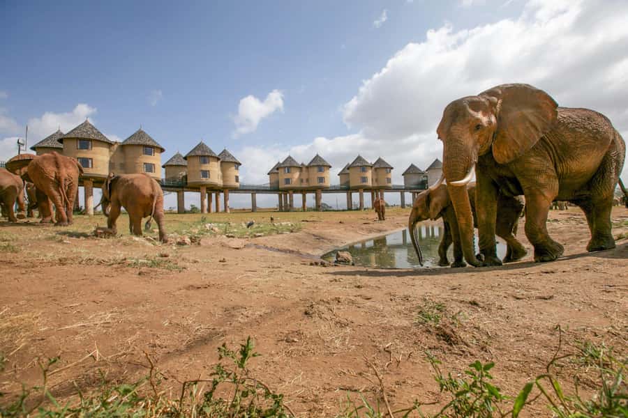 2 days 1 night saltlick safari from Diani/Mombasa - The guide can shape the whole experience