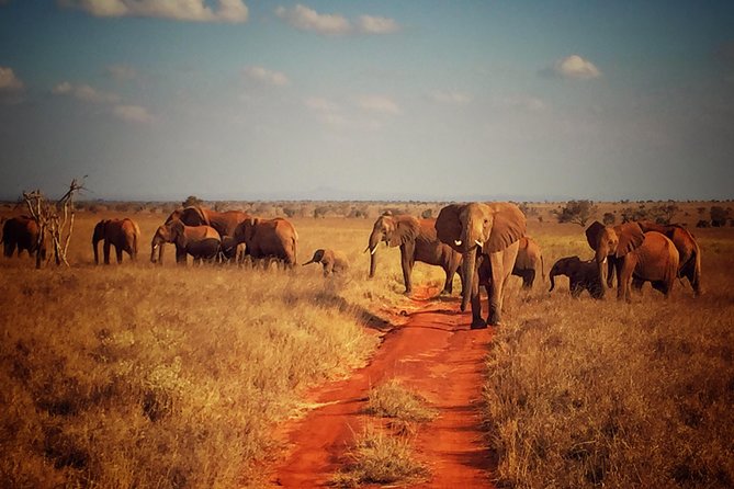 2 Days (1 night); Tsavo East & Saltlick Safari: - Why Tsavo East feels different