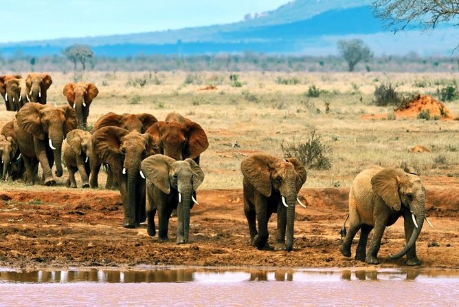 2 Days (1 night); Tsavo East & Saltlick Safari: - Afternoon wildlife at Taita Hills Wildlife Sanctuary