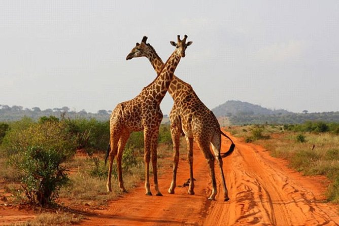 2 Days (1 night); Tsavo East & Saltlick Safari: - Lunch at Zomeni Lion Hill Lodge