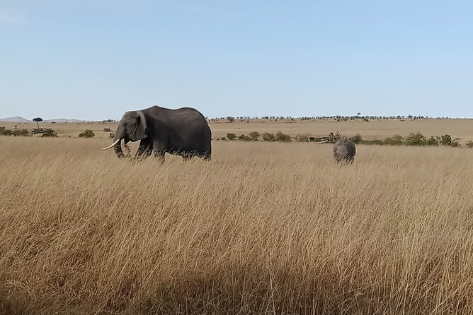 2 Days Adventurous Safari in Amboseli (Mid Range Tour) - Day two: the main wildlife day