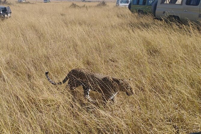 2 Days Adventurous Safari in Amboseli (Mid Range Tour) - Lunch at Carnivore Restaurant