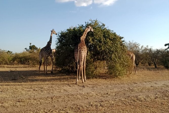 2 Days Adventurous Safari in Amboseli (Mid Range Tour) - Mount Kilimanjaro: plan around the clouds