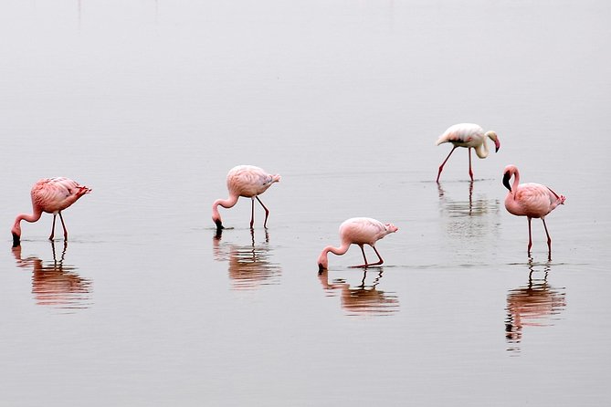 2 Days Amboseli Getaway Trip - Why Amboseli Works as a Two-Day Safari