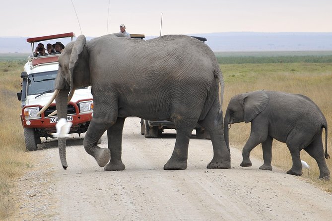 2 Days Amboseli Getaway Trip - The Maasai Connection Without a Village Visit