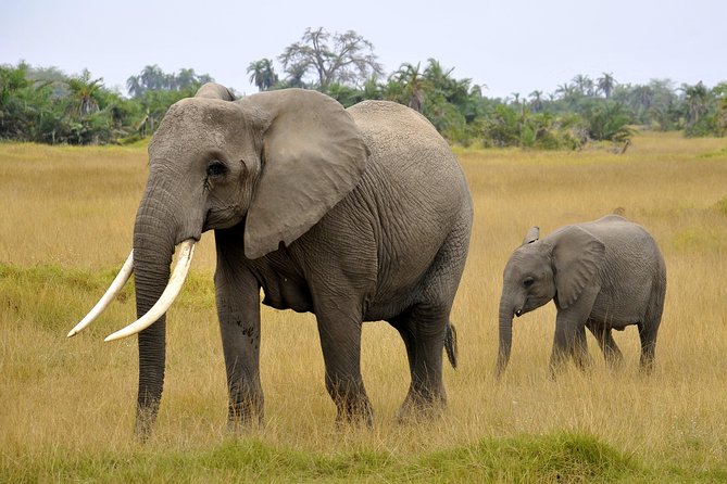 2 Days Amboseli Getaway Trip - Who Will Get the Most From This Trip