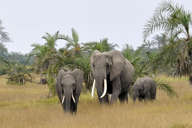 2 Days Amboseli Getaway Trip - Booking Details and Weather Planning
