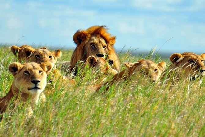 2 days Amboseli National Park Safari - Why Amboseli works well for a short safari