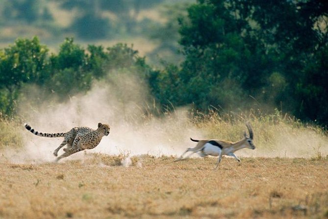2 days Amboseli National Park Safari - Observation Hill and the rare chance to walk
