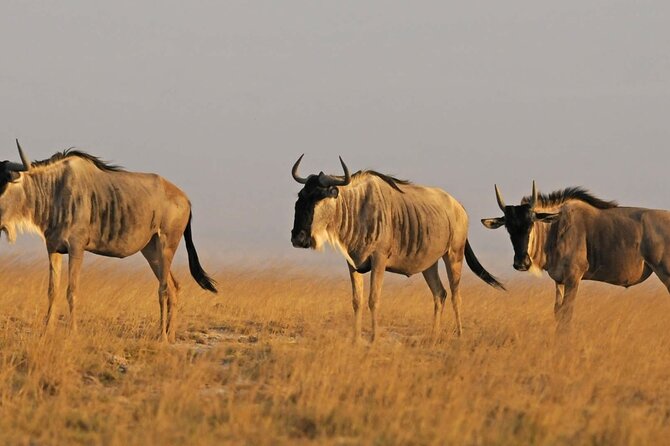 2 days Amboseli National Park Safari - What is included in the $776 price