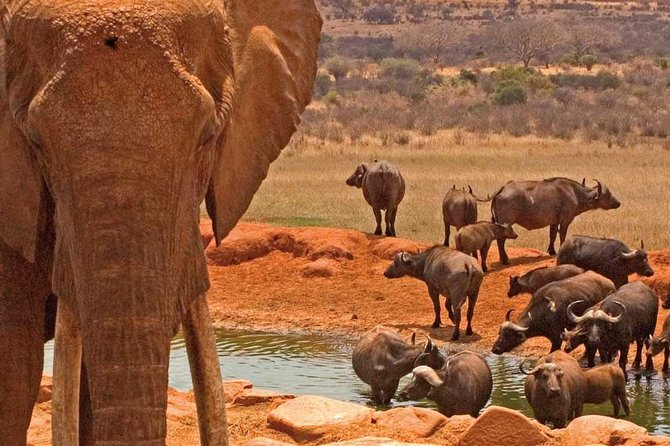 2 Days Amboseli National Park Safari- Guarantee Daily Departure - Day one: lunch, rest, and an afternoon game drive
