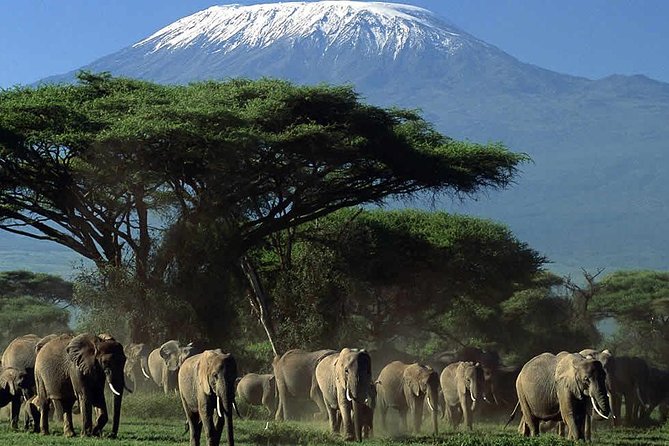 2 Days Amboseli National Park Safari- Guarantee Daily Departure - Day two: the early drive is the one to protect