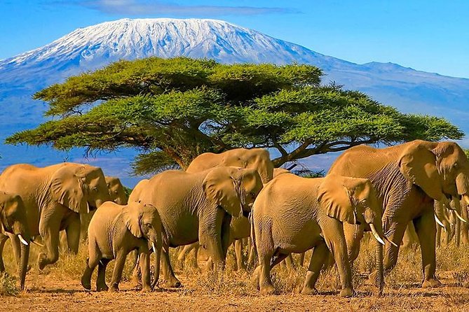 2 Days Amboseli National Park Safari- Guarantee Daily Departure - Useful booking and cancellation details