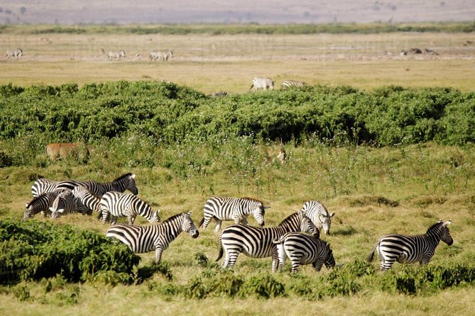 2 Days Amboseli National Park Safari - The first afternoon game drive
