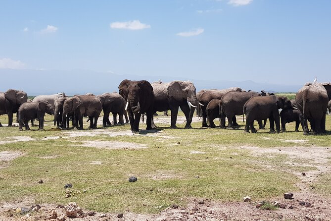 2 Days Amboseli Park Overnight Private Safari - Why two days in Amboseli can work