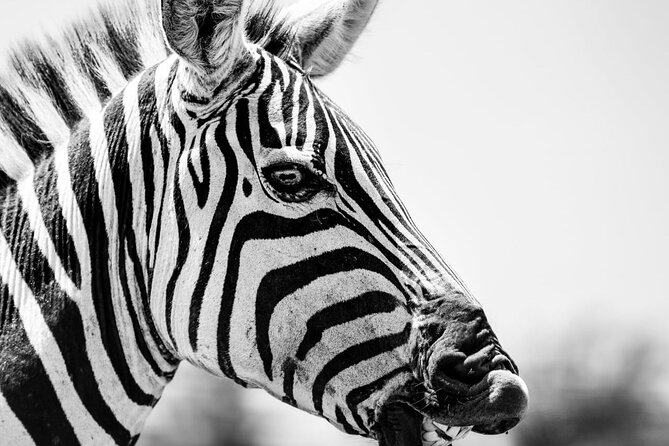 2 Days Amboseli Park Overnight Private Safari - Meeting the Maasai community around Amboseli