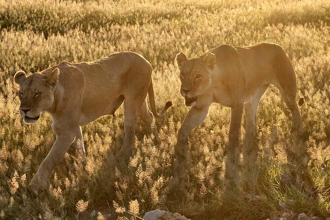 2 Days Amboseli Park Overnight Private Safari - Who should book this safari