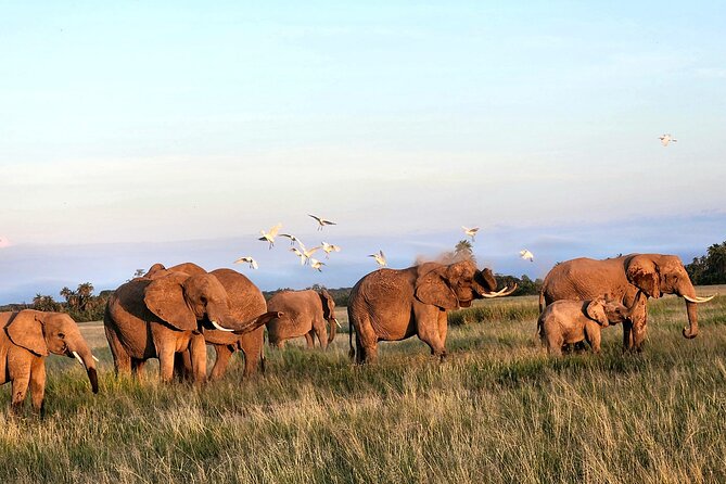 2 Days Amboseli Park Overnight Private Safari - Should you book the two-day Amboseli trip?