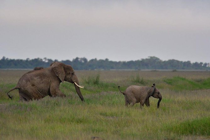 2 Days Amboseli Private Safari - Five habitats, from salty dust to wetlands