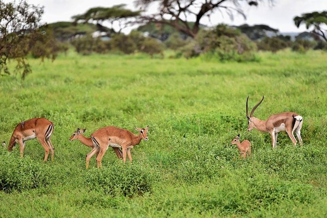 2 Days Amboseli Private Safari - The Kilimanjaro factor