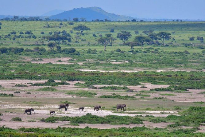 2 Days Amboseli Private Safari - Day two and the return to Nairobi