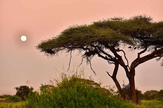 2 Days Amboseli Private Safari - The optional Maasai village visit
