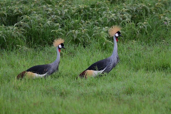 2 Days Amboseli Private Safari - Leaving Nairobi at 6:00 am